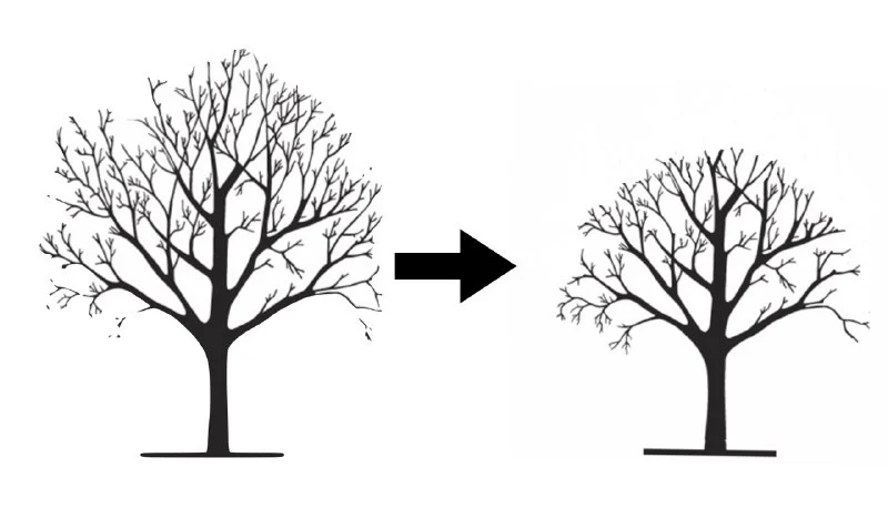 Illustration of crown reduction.