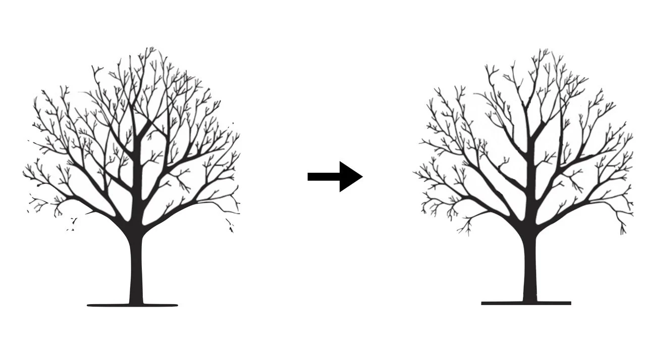 Illustration of crown thinning.