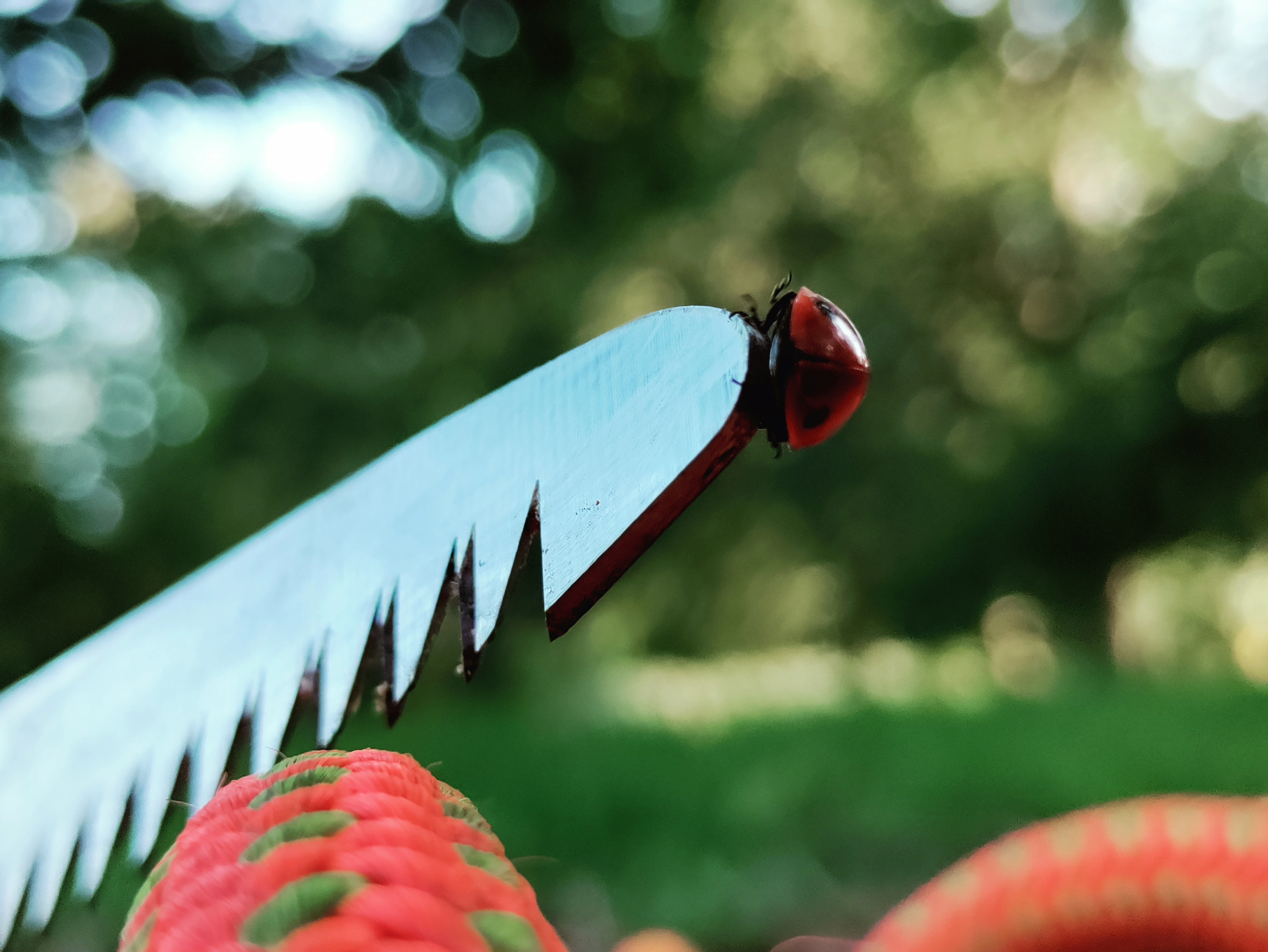 Ladybug on rope