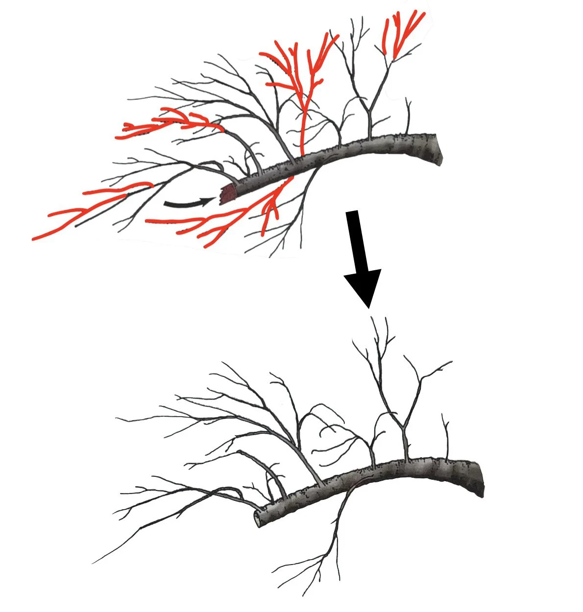 Illustration of restoration pruning.