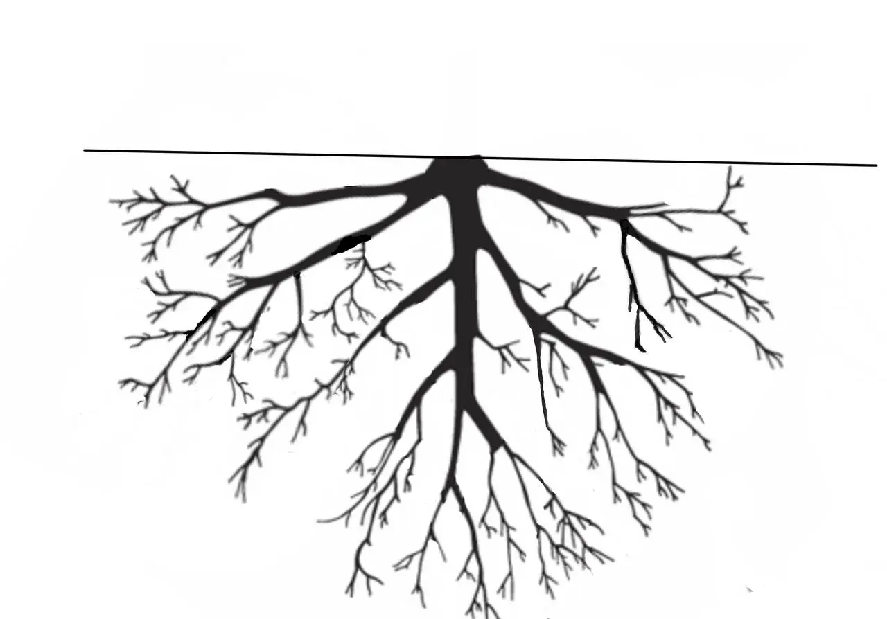 Illustration of root pruning.