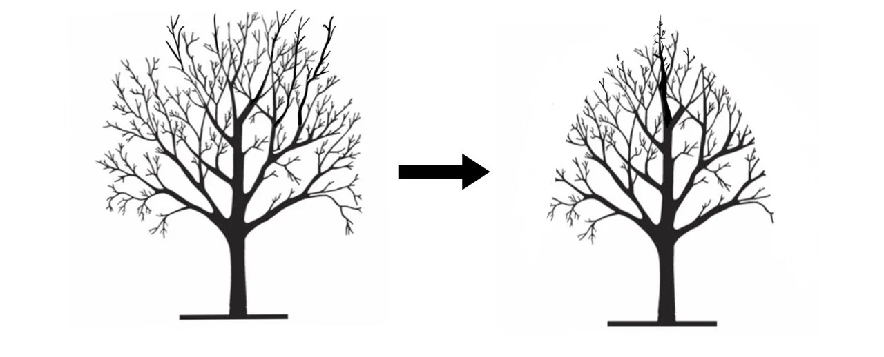 Illustration of structural pruning.