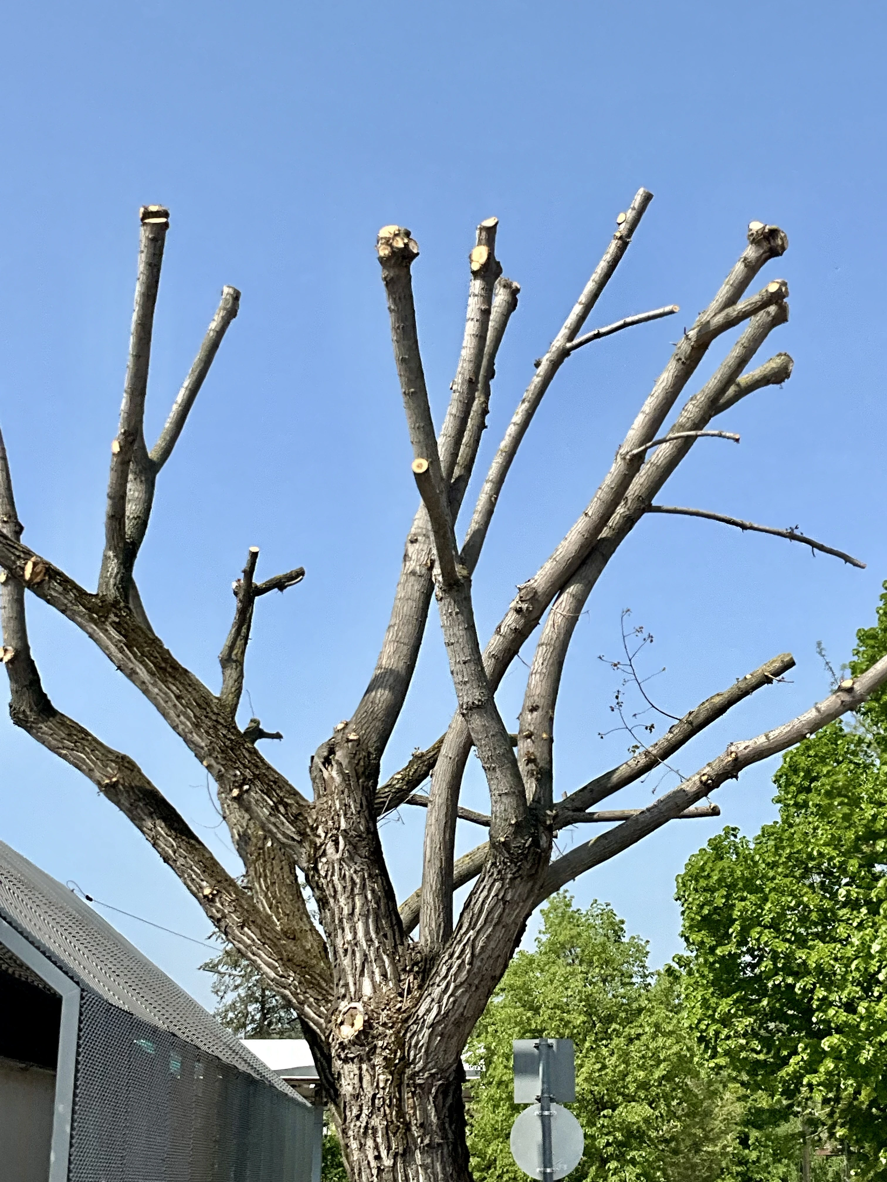 Topped tree