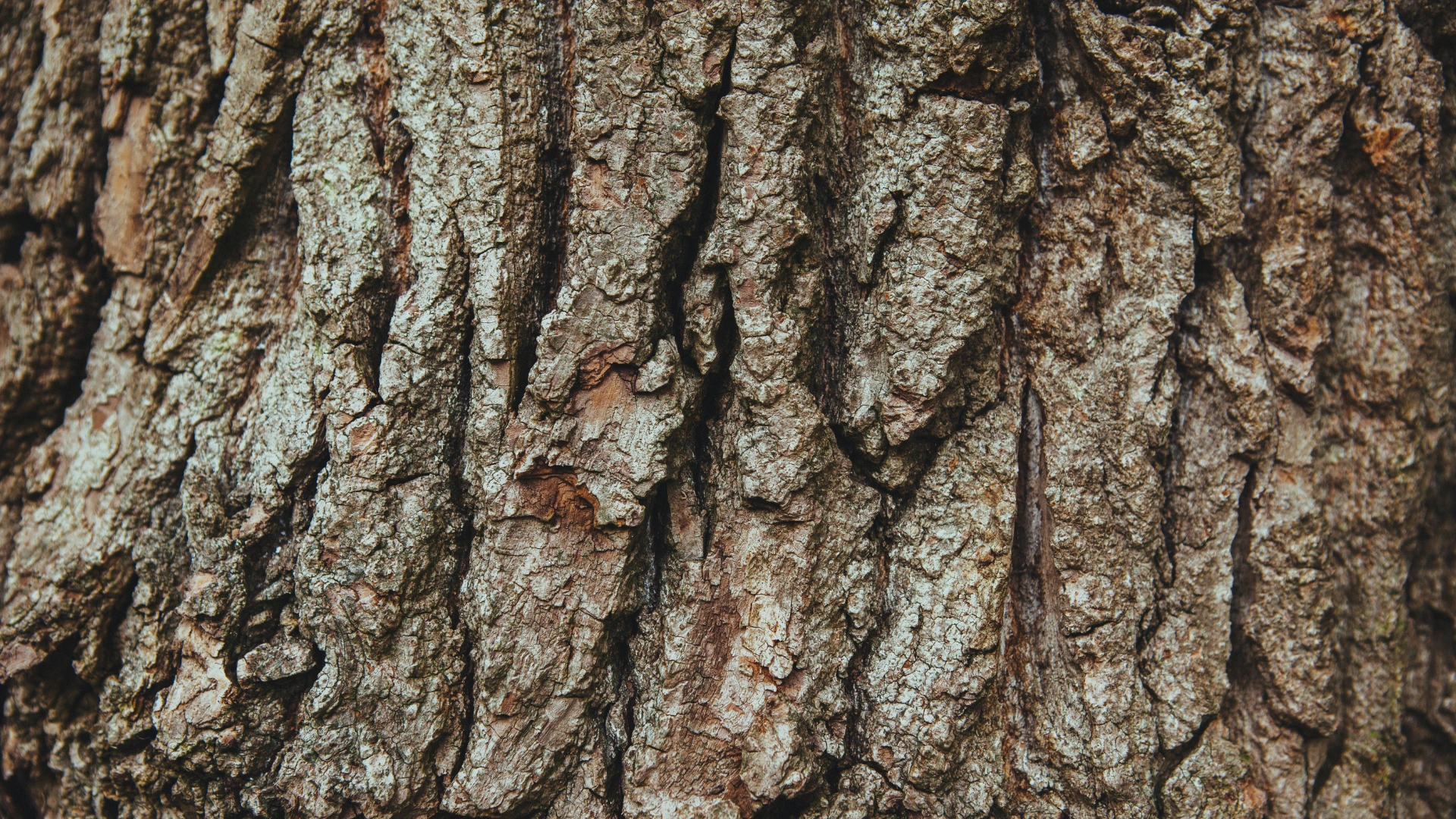 Tree trunk